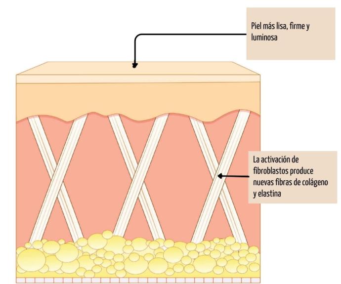 Imagen microscópica de piel después del microneedling: aumento en colágeno y elastina, piel más firme, luminosa y con textura uniforme. Piel Rejuvenecida con Microneedling Estimulacion de Colageno